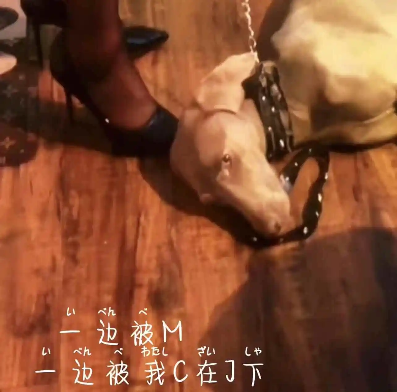 西檬之家k9犬系是什么? 一