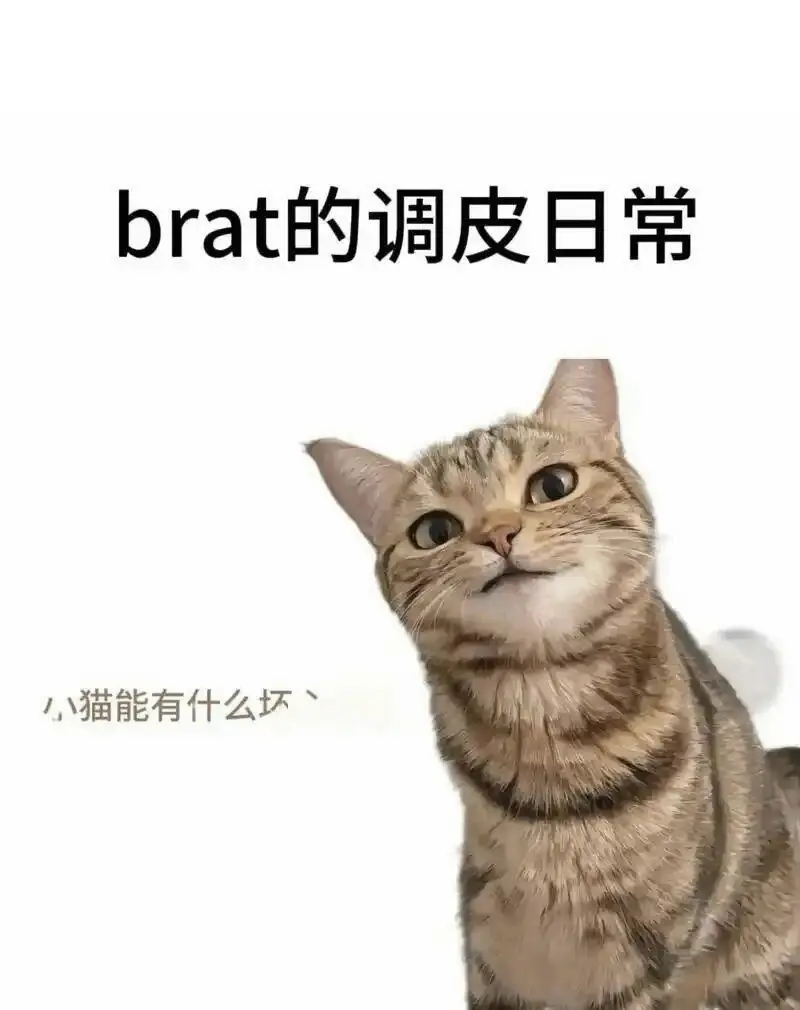 西檬之家k8是什么?字母圈猫奴入坑指南 一